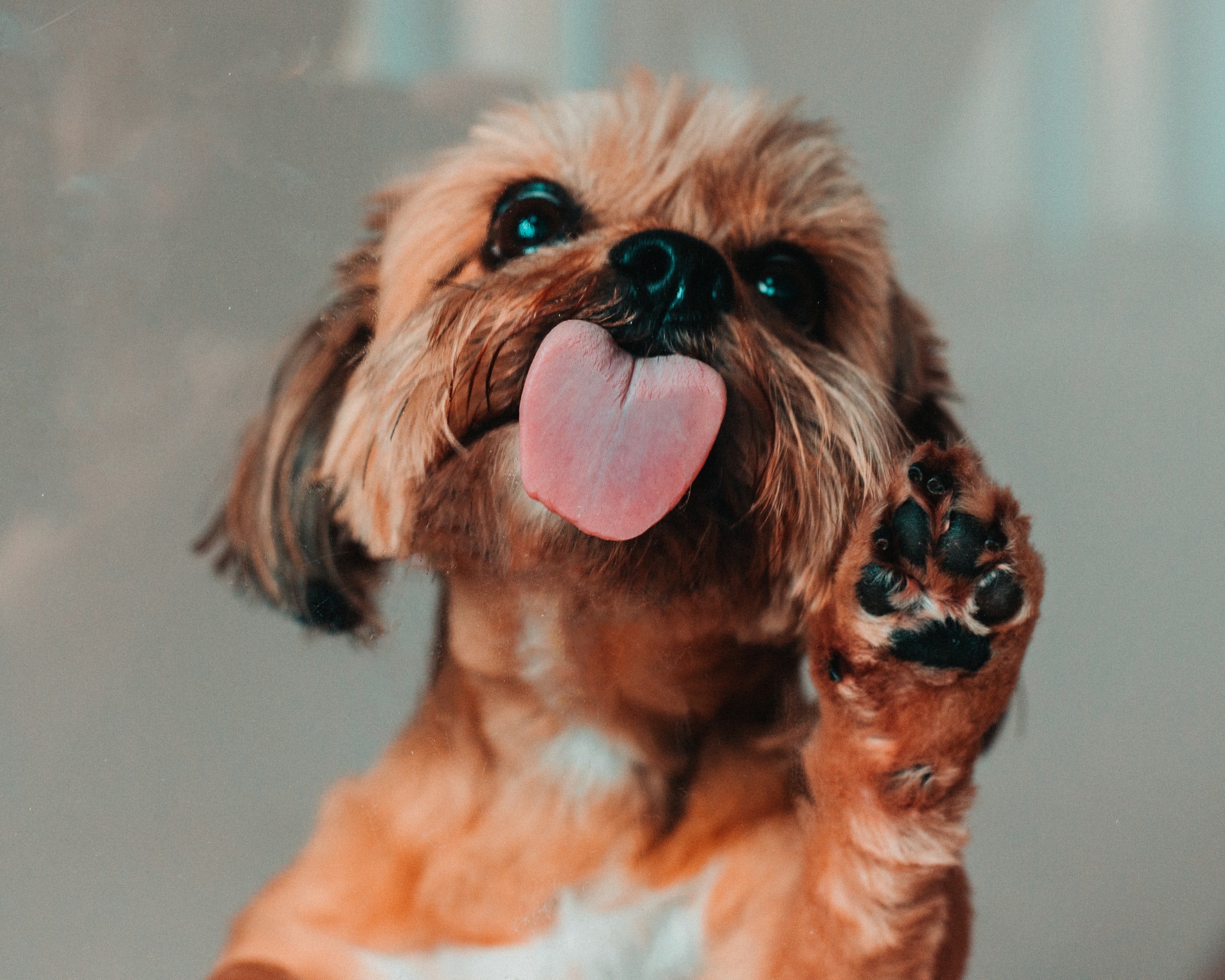 What Does it Mean When a Dog Licks You?