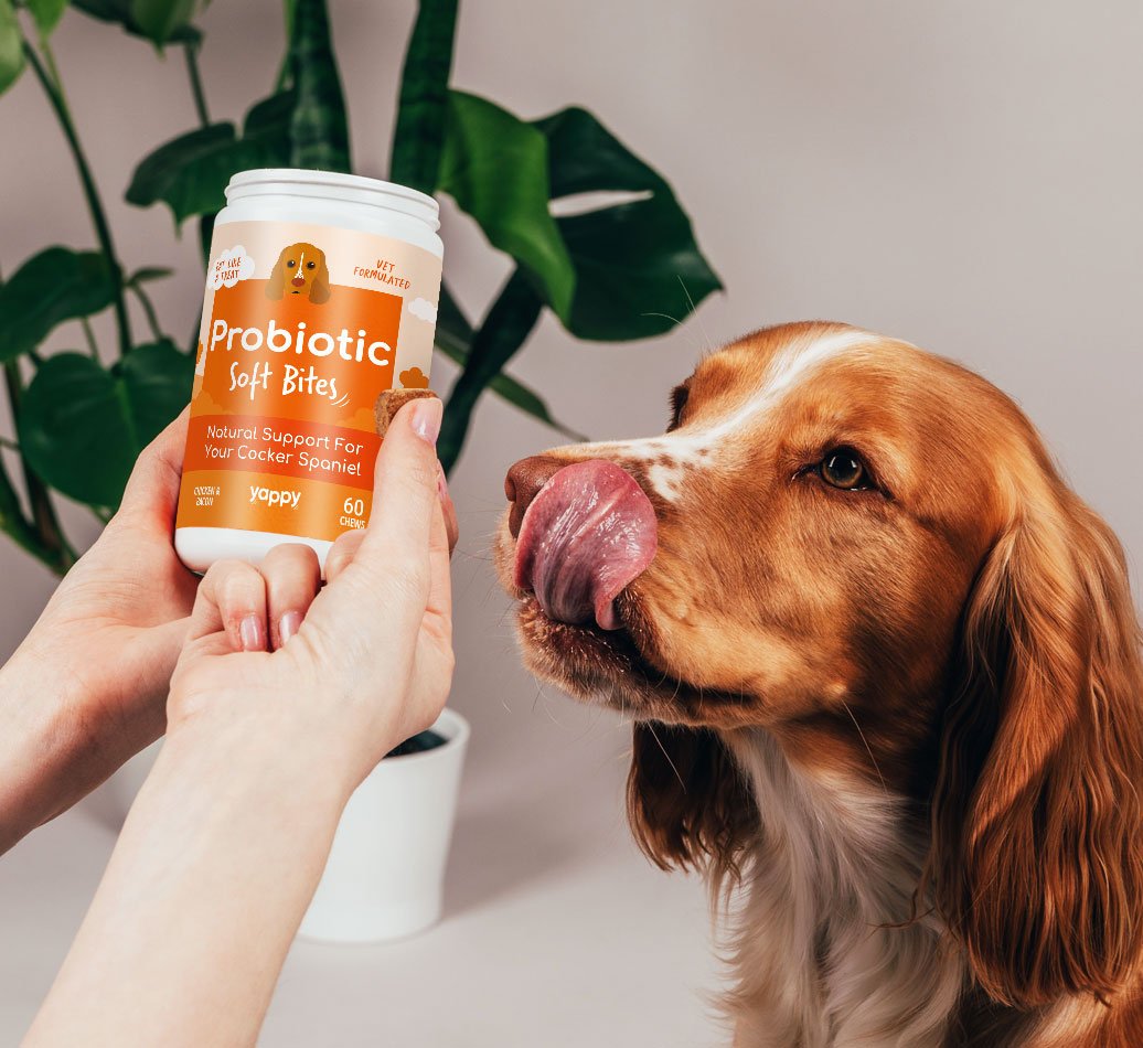 What supplements should you give your dog?