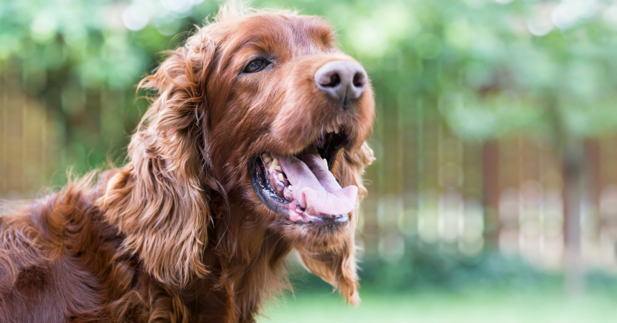 How to Check a Dog's Pulse