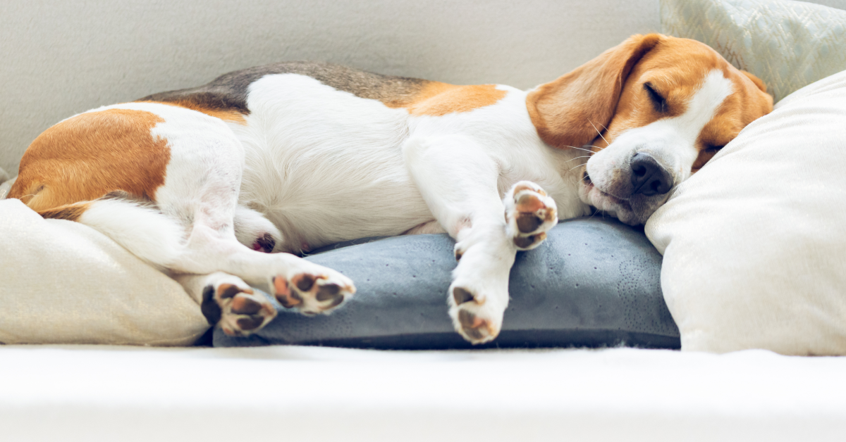 Why Do Dogs Wag Their Tails in Their Sleep?