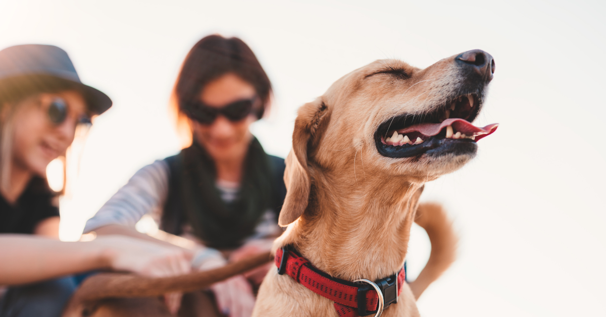 The Best Gifts for New Dog Owners