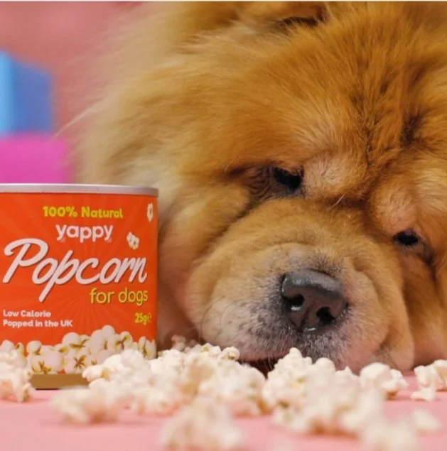 Can dogs eat popcorn? — Yappy Life