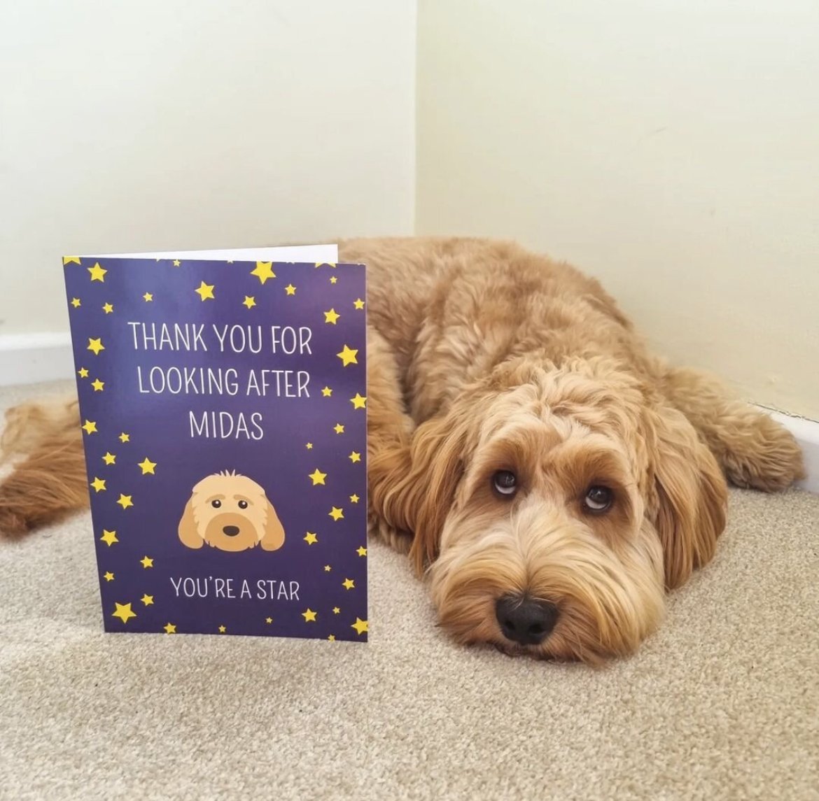 You're a Star: Personalised Dog Card