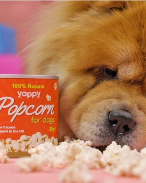 Can Dogs Eat Popcorn?