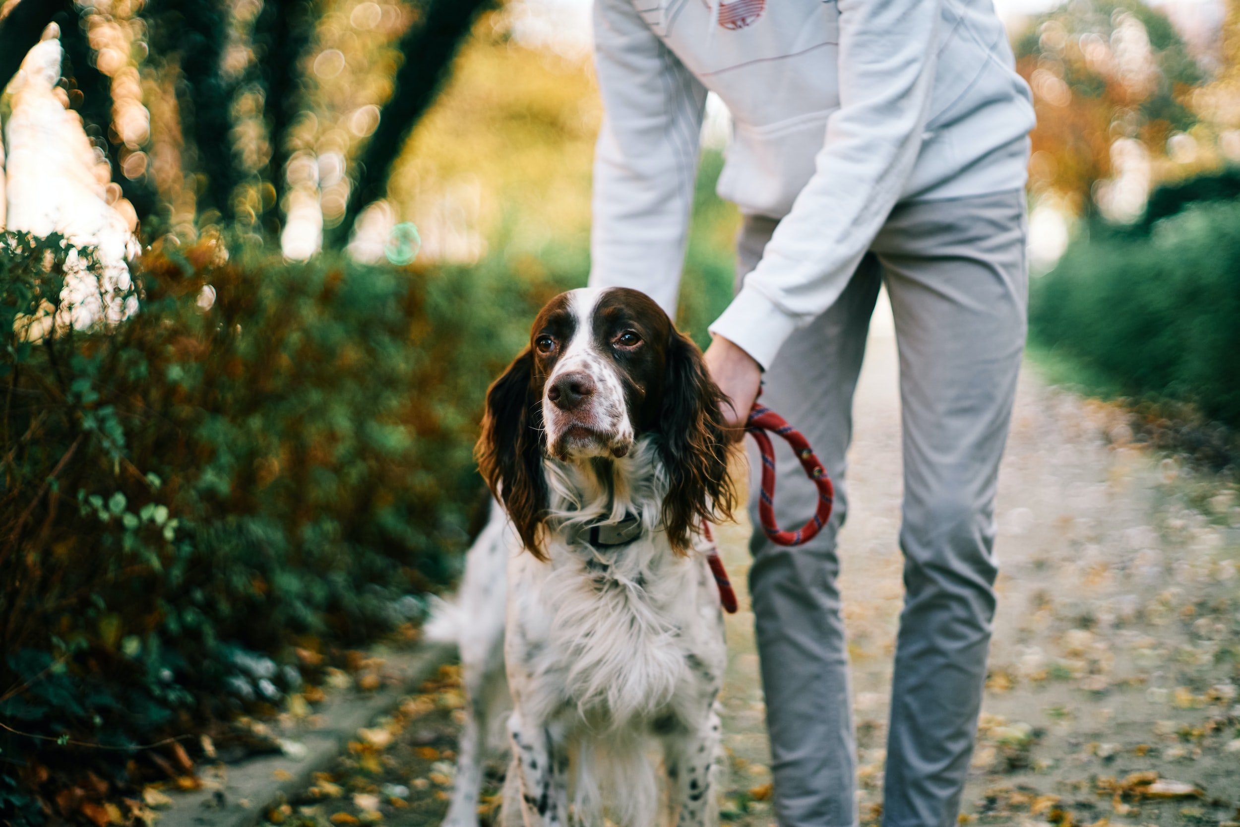 How to Use a Dog Whistle for Recall