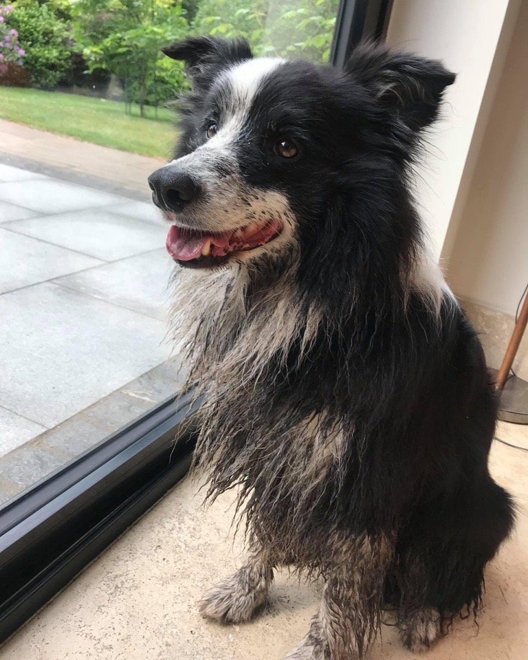 Mucky Pups to Lucky Pups: Do You Have The Nation’s Dirtiest Dog?