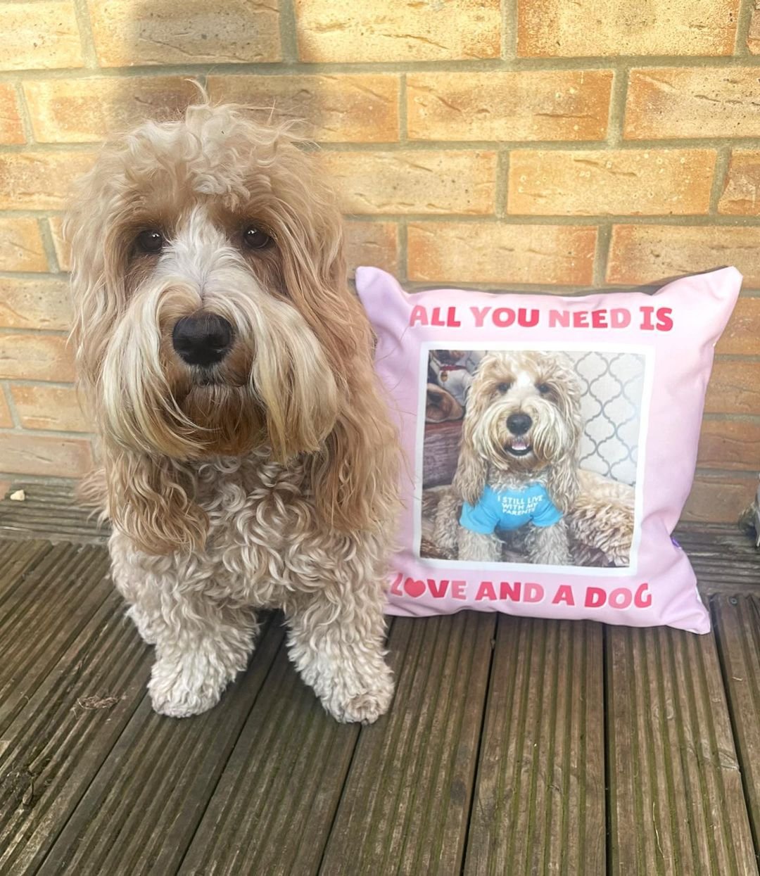 chester the cockapoo (cushion).jpg