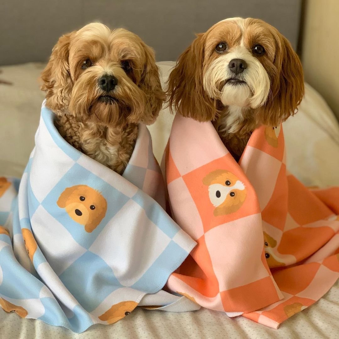 rodneyandmabel_the_cavapoos (blankets).jpg