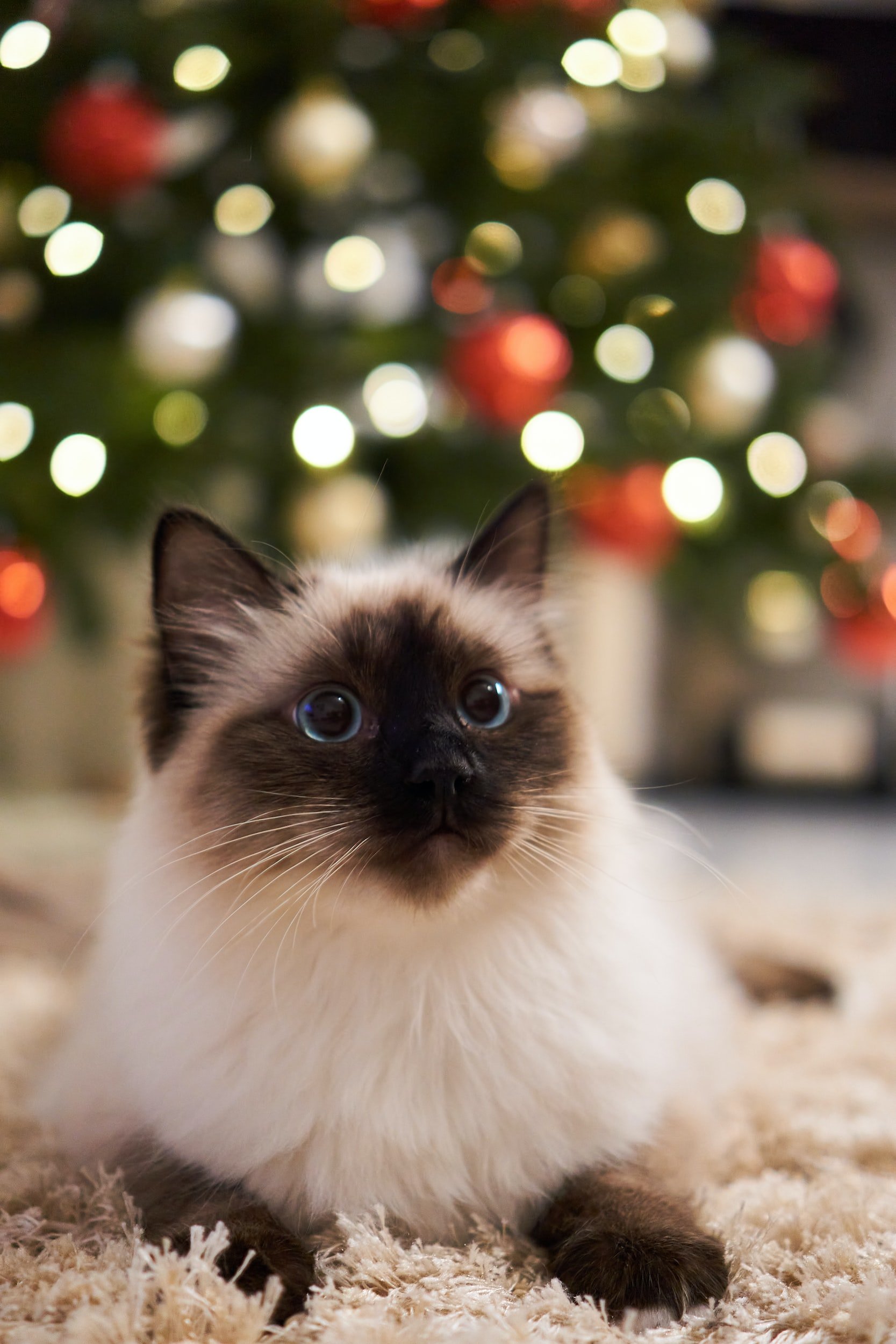 Can You Have a Real Christmas Tree If You’ve Got Cats?