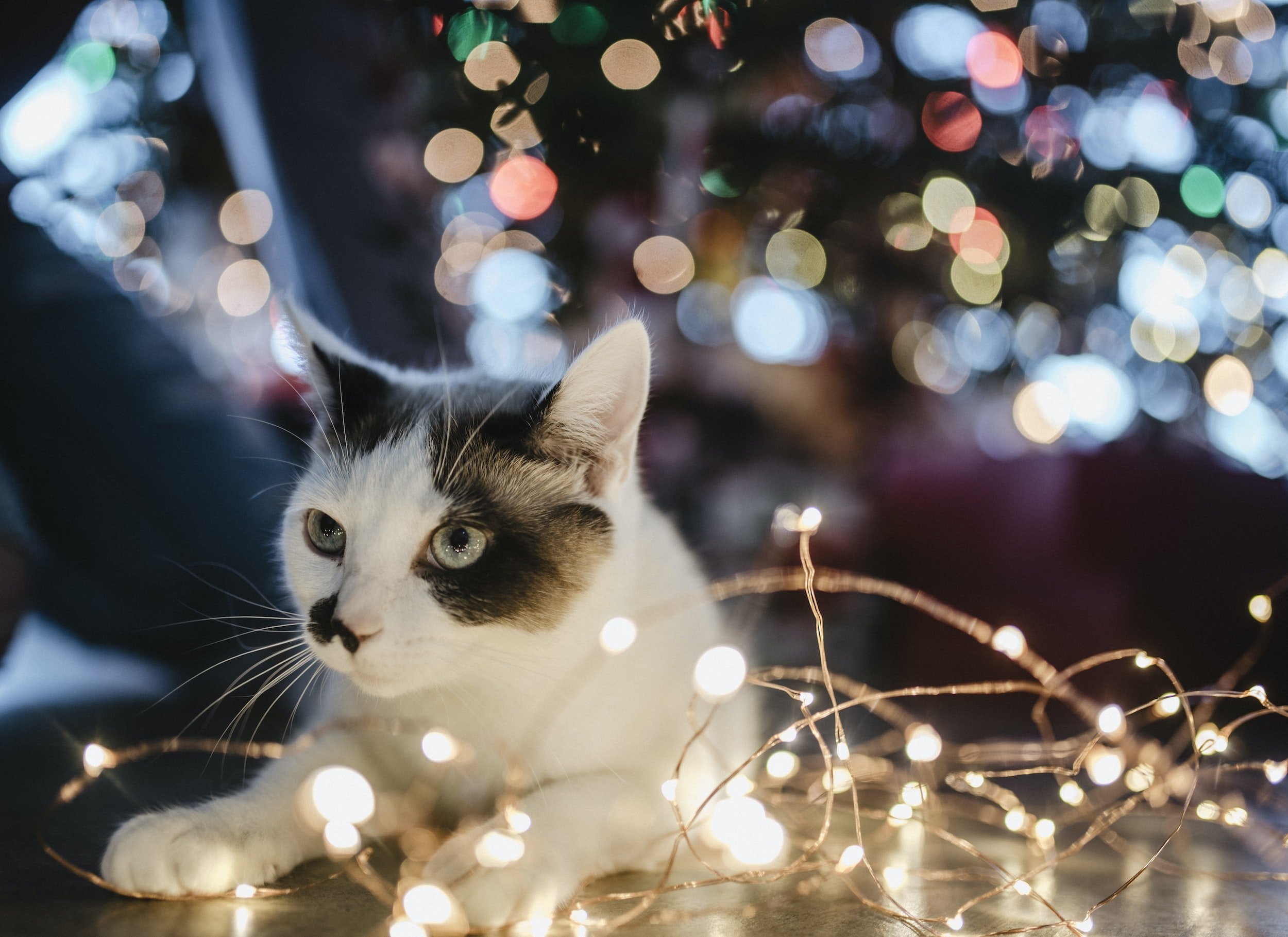 How to Keep Your Cat Away from the Christmas Tree