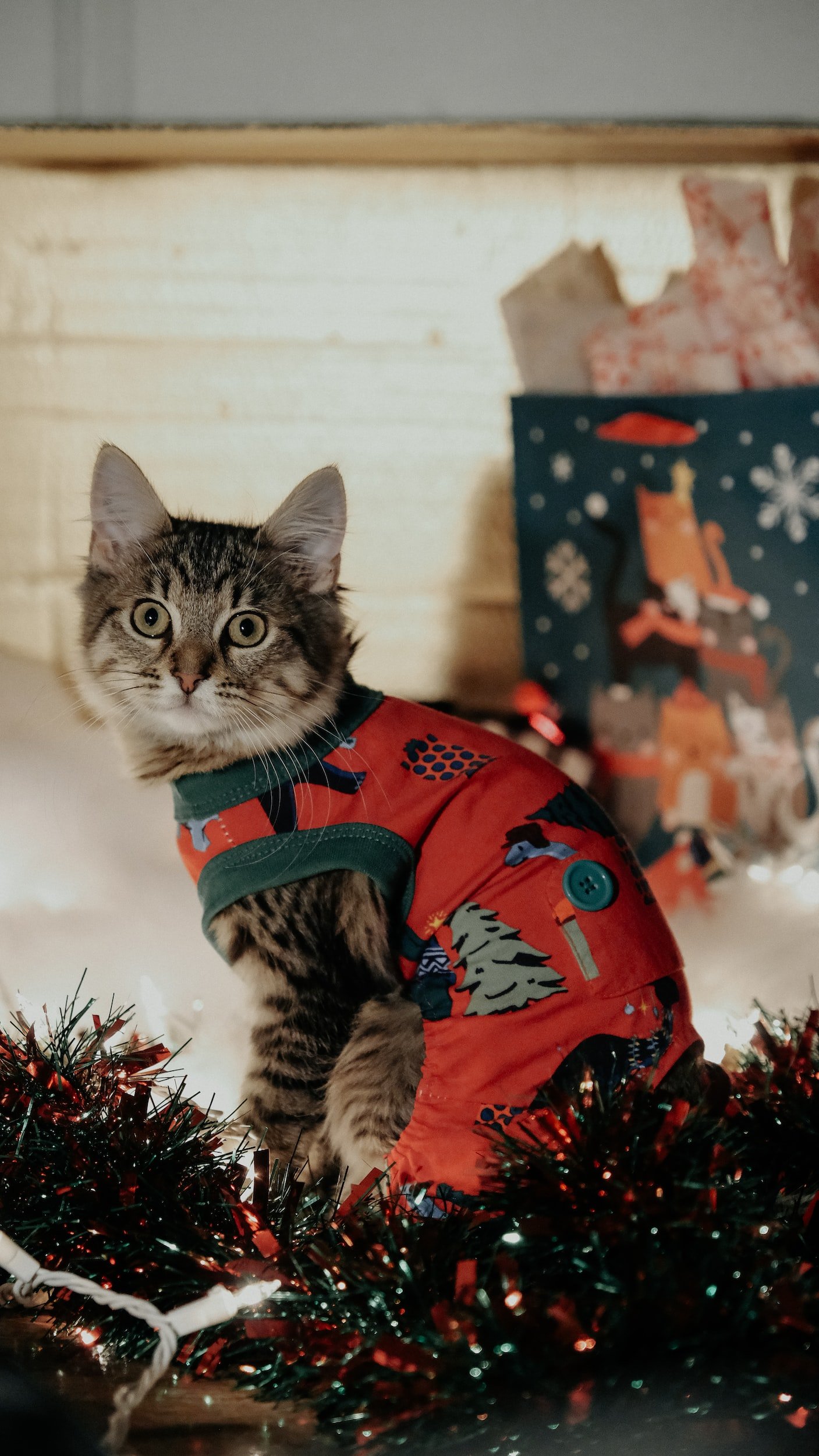 Cute Christmas Outfits for Cats