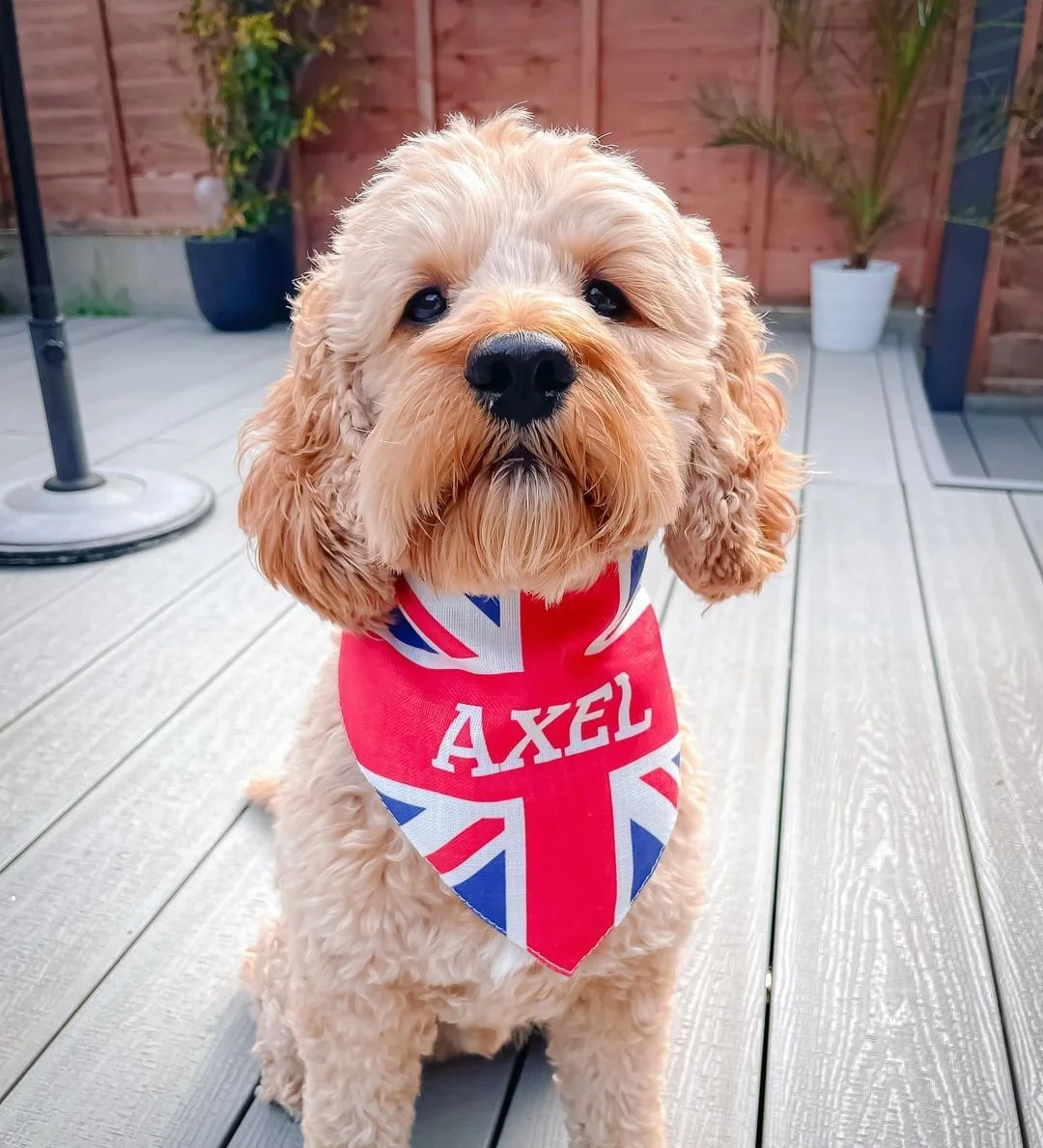 How to Plan Fun Play Dates For Dogs — Yappy Life