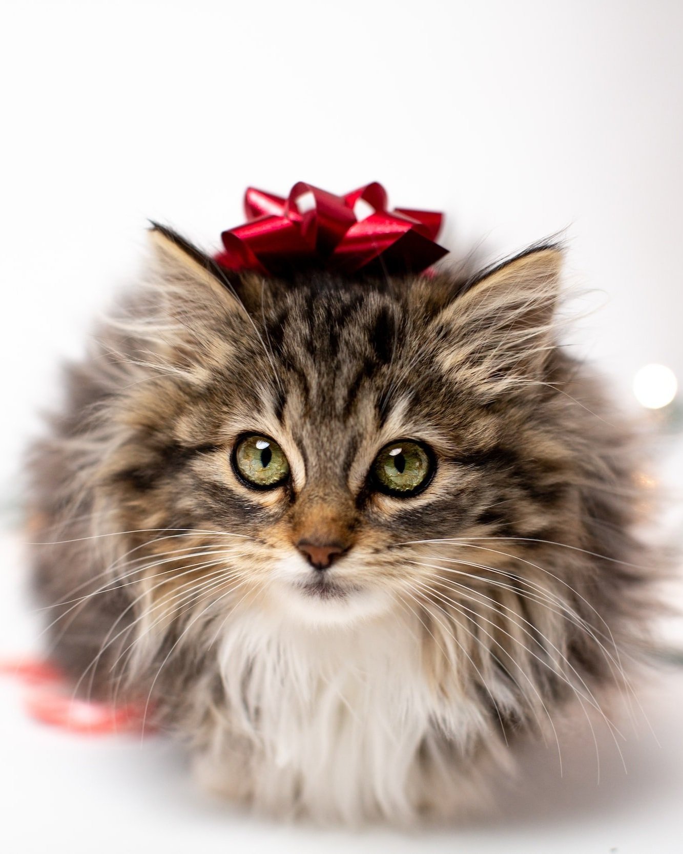 The Best Christmas Presents for Cats 