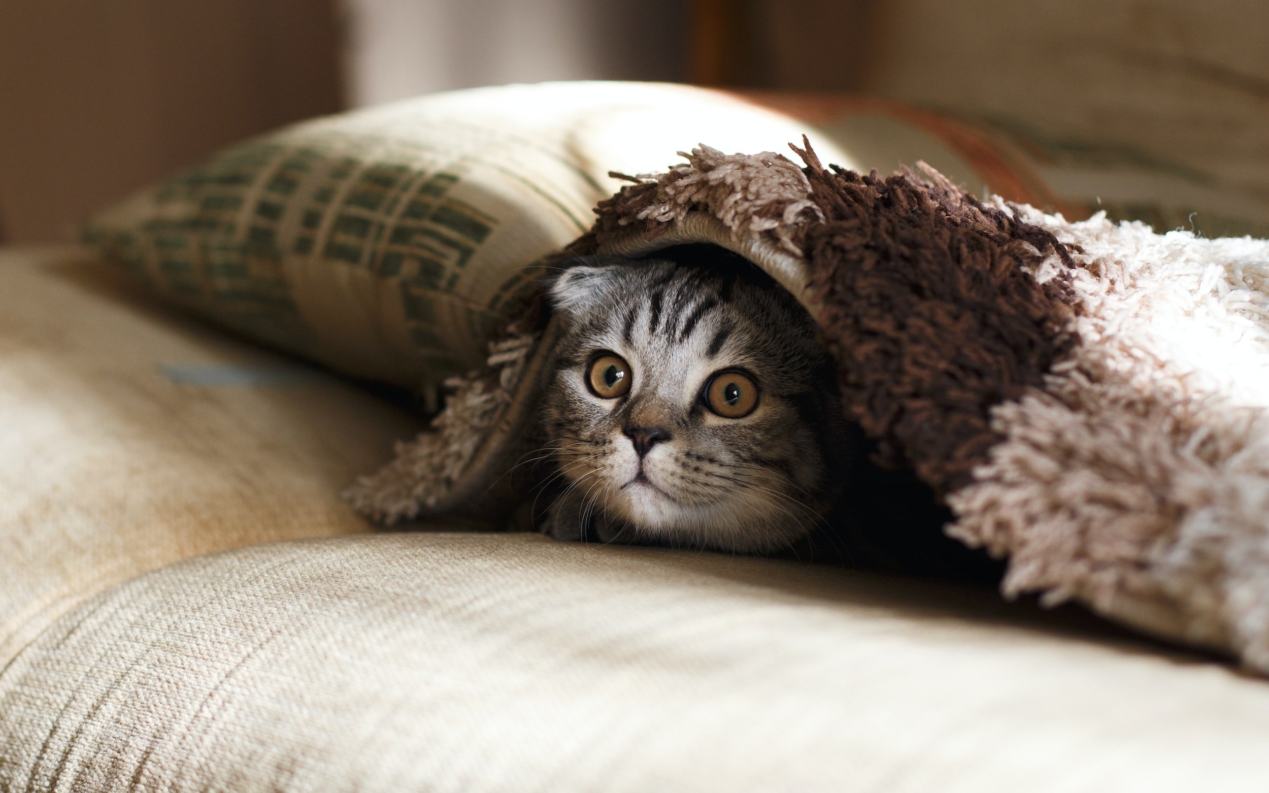 Why Is My Cat Avoiding Me?