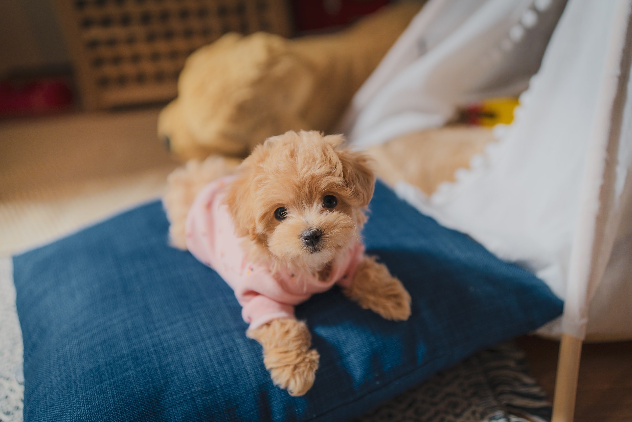 What to Put in a New Puppy Gift Basket