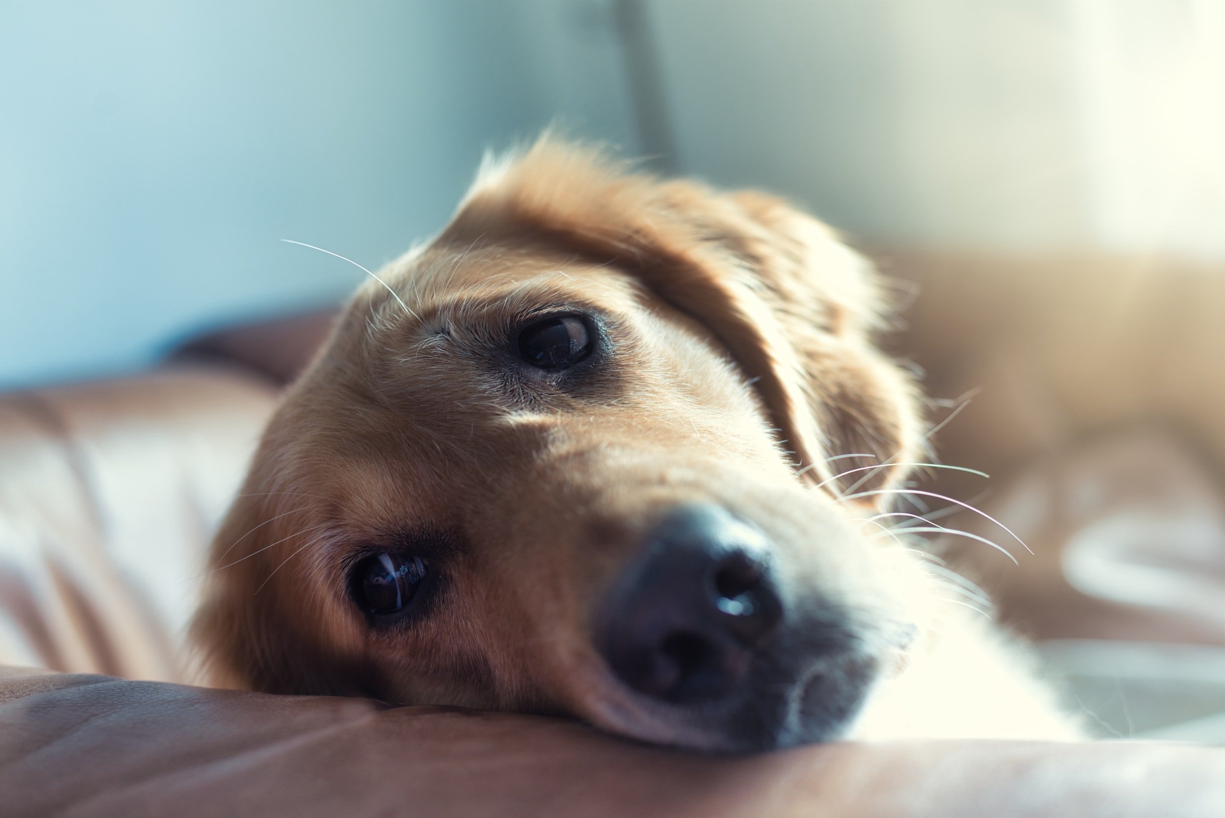Blue Monday: Do dogs really suffer from the winter blues?