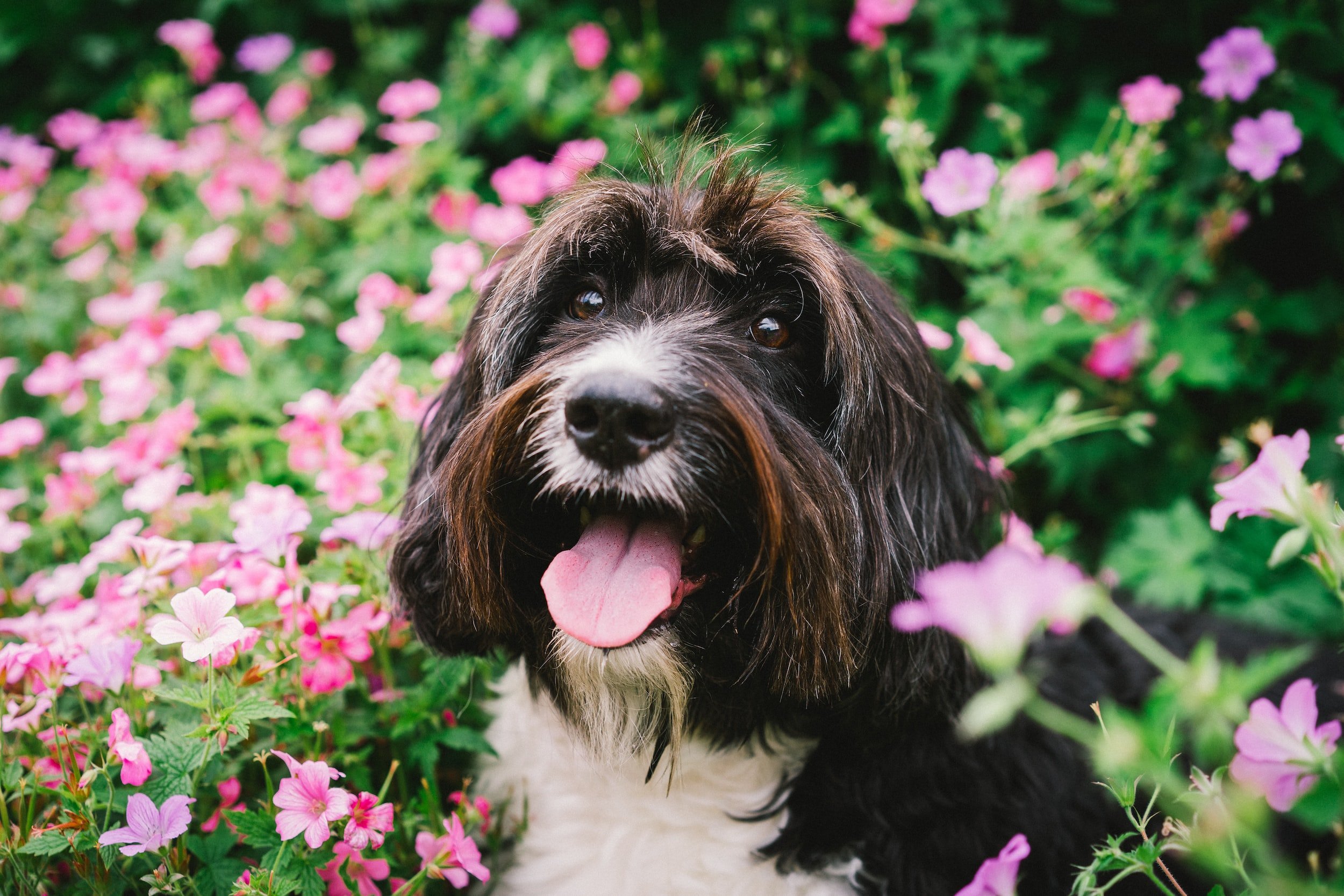 What Spring Plants Are Poisonous to Dogs?