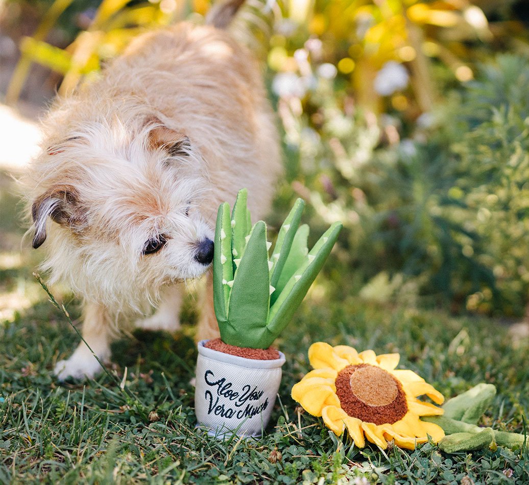 Aloe Vera Dog Toy