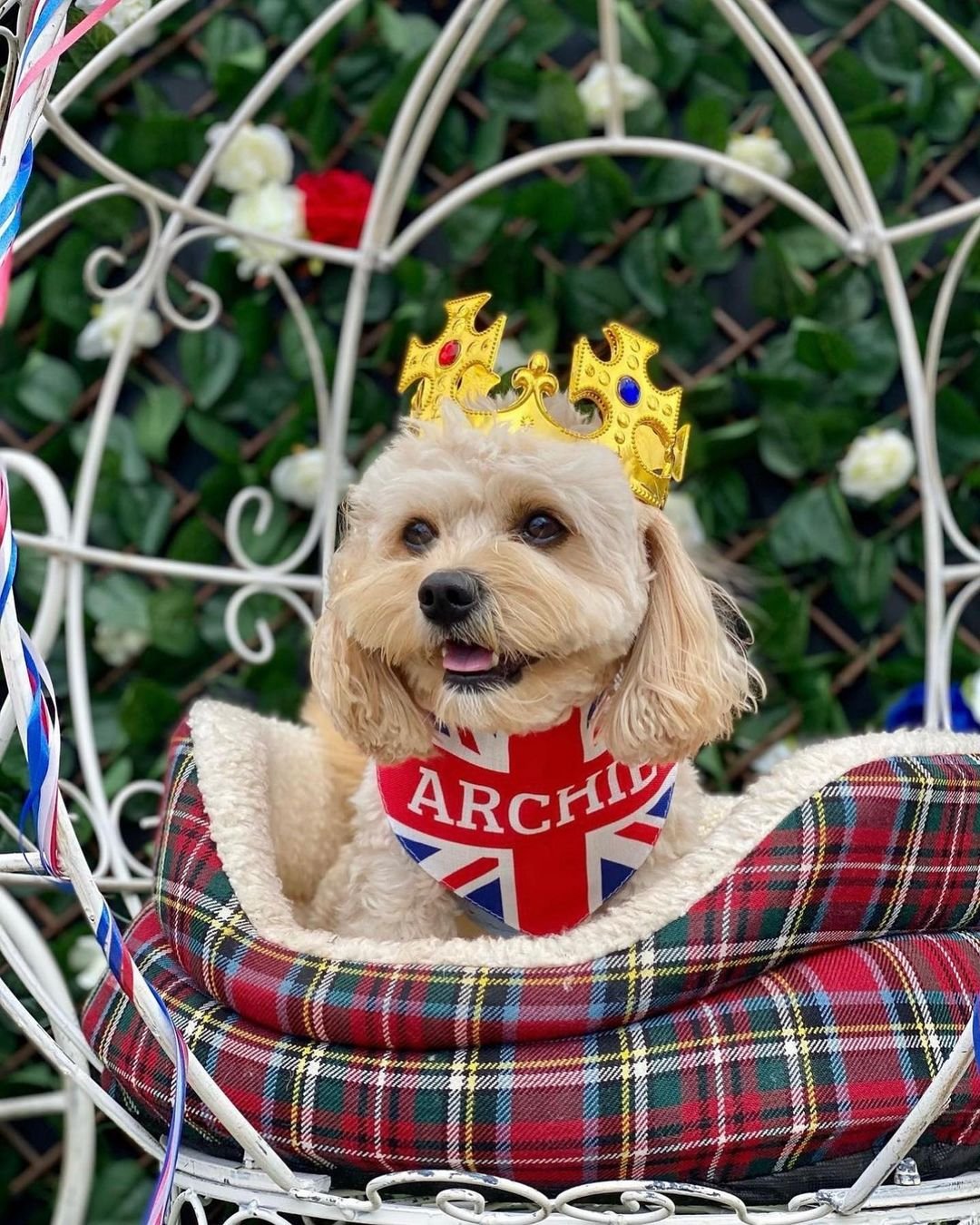 Your Royal Woofness: Shop Coronation Dog Bandanas and More!