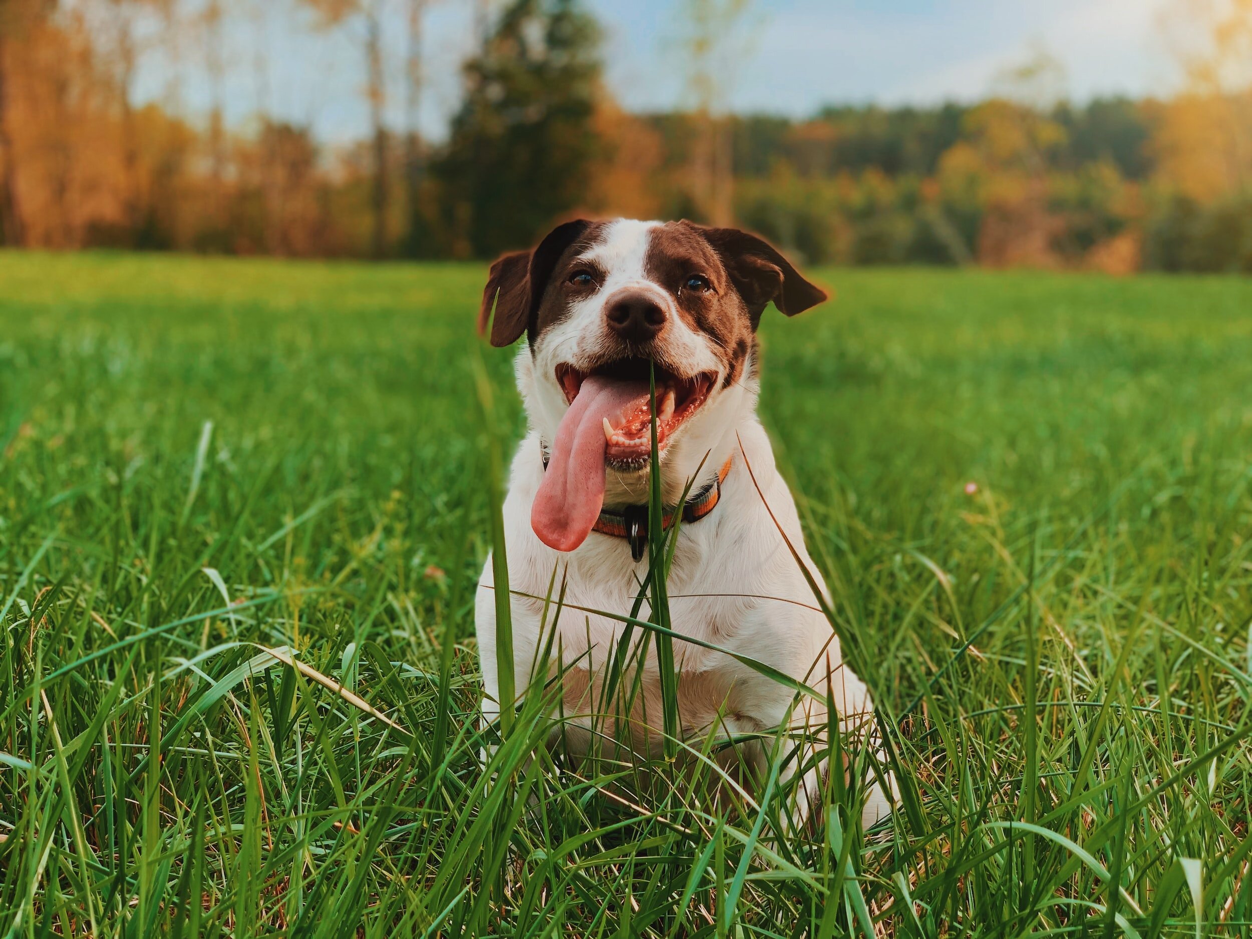 Why Does My Dog Eat Grass?