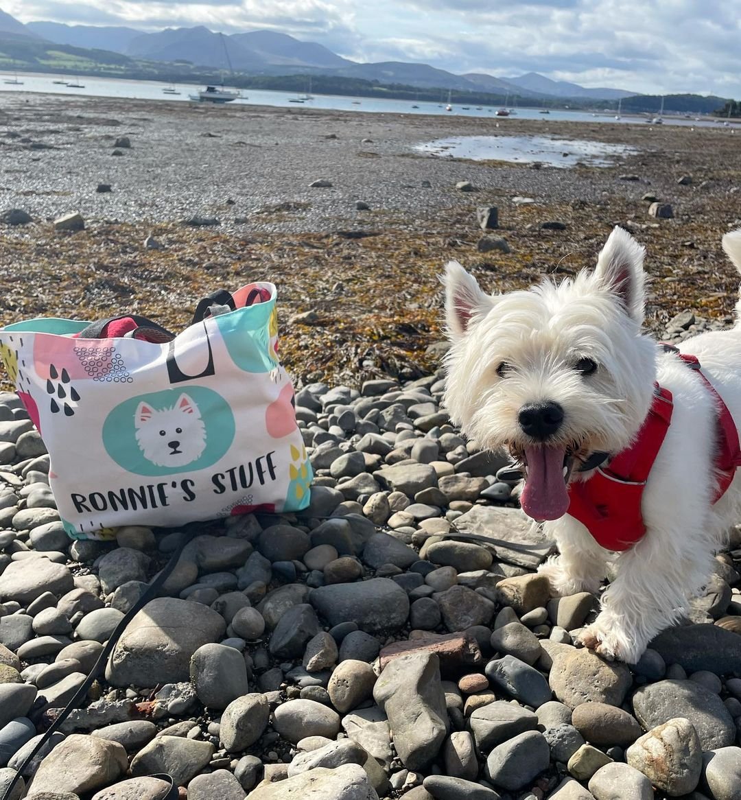  @ronniethewestie 