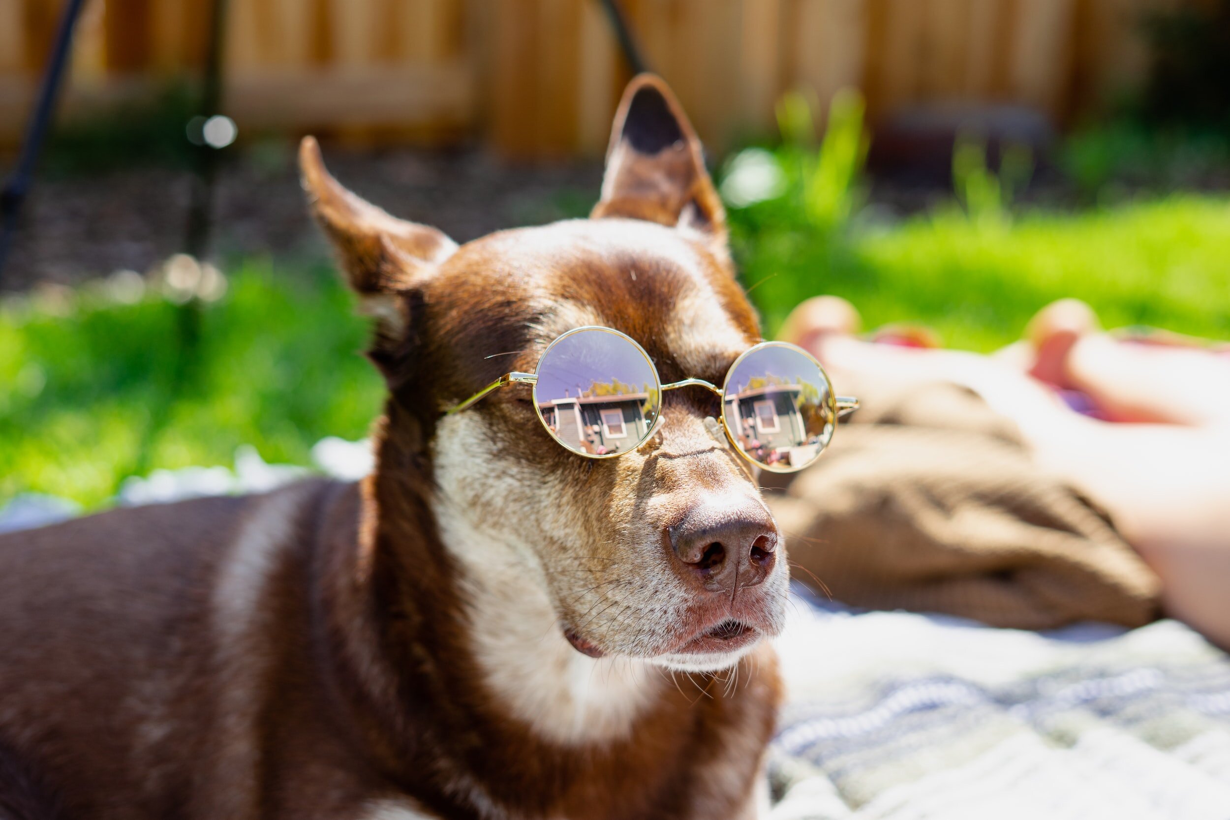 Do Dogs Need Sunscreen?