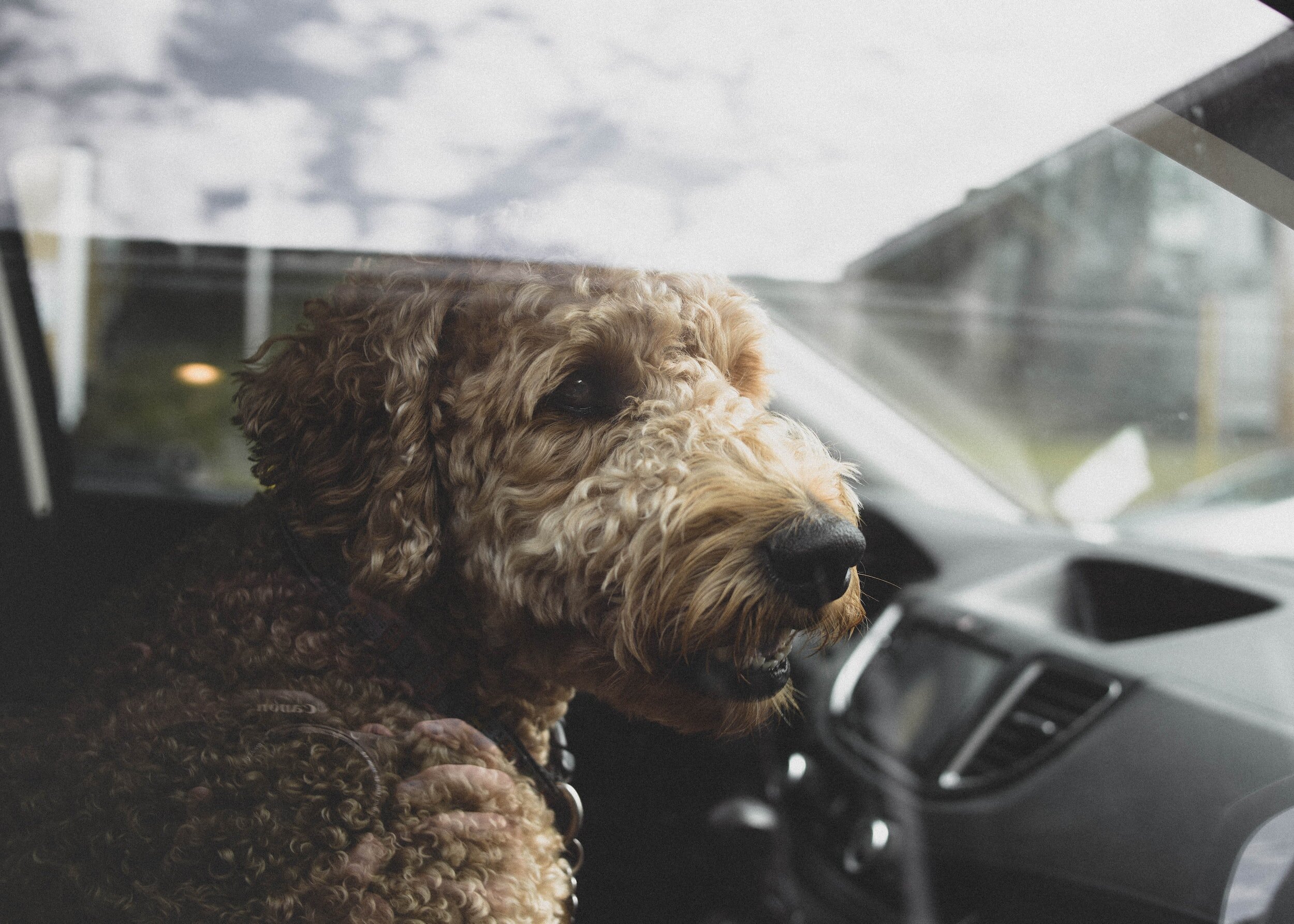 Can You Legally Break a Car Window to Save a Dog?