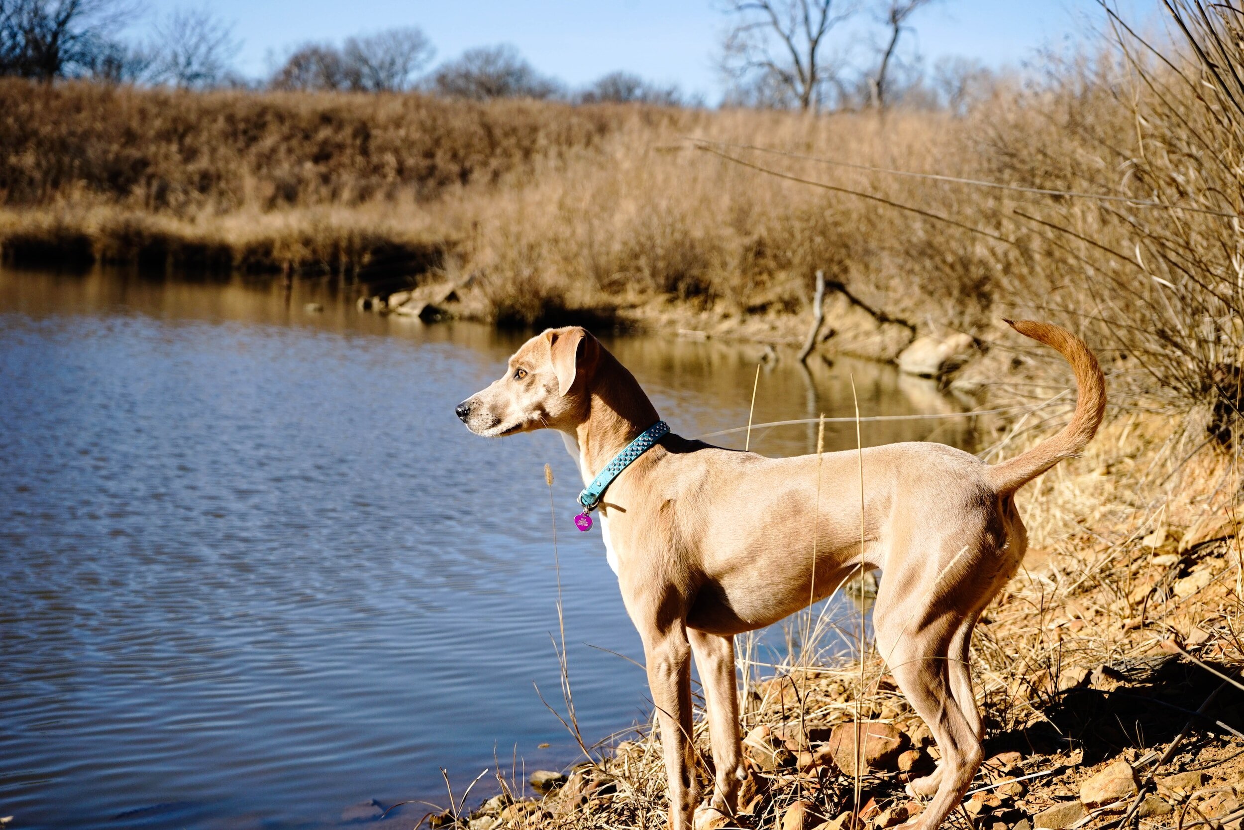 The Dangers of Blue-Green Algae to Dogs 