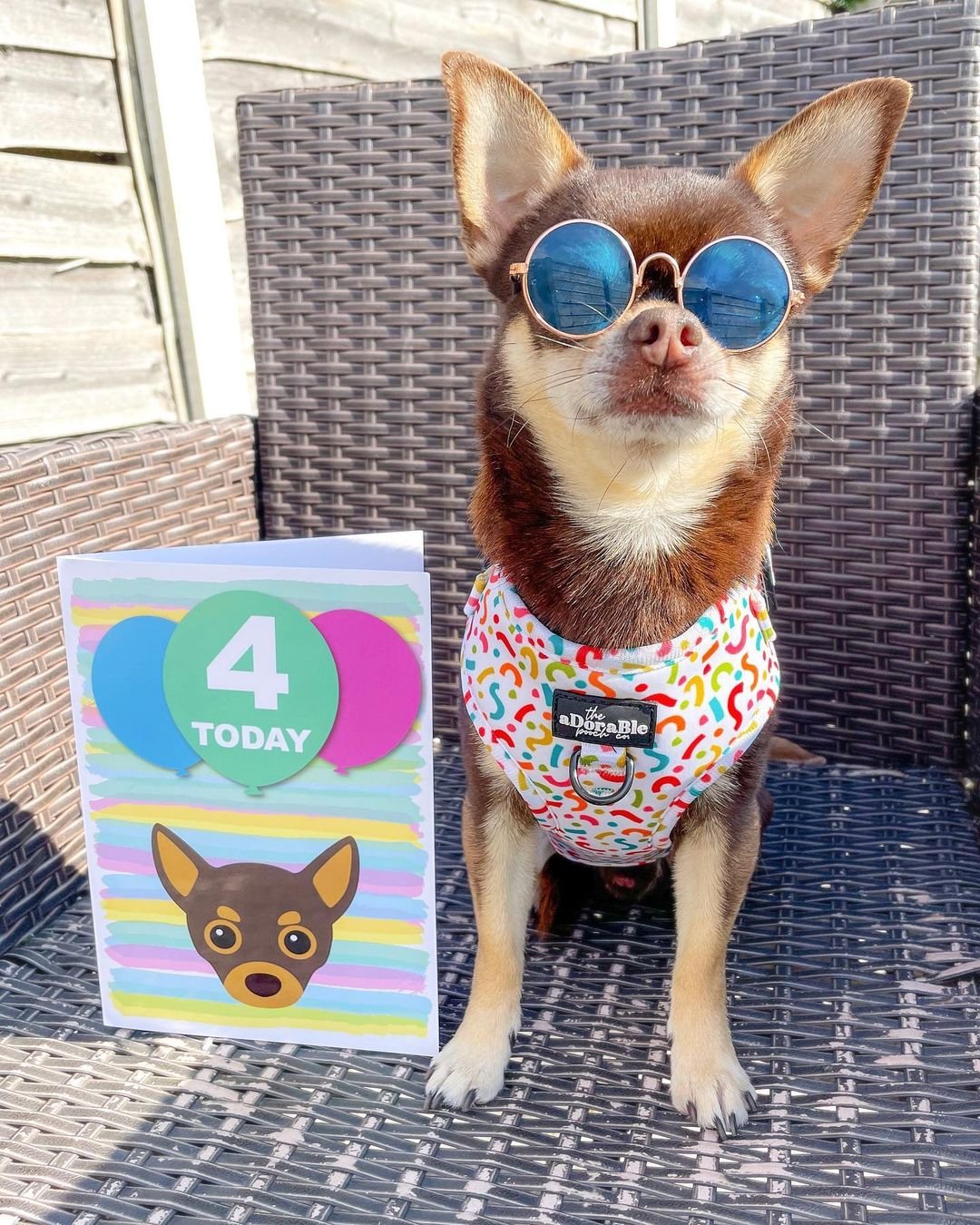 dog with birthday card, chihuahua birthday card, personalised dog birthday card, custom birthday card, dog card, custom dog card