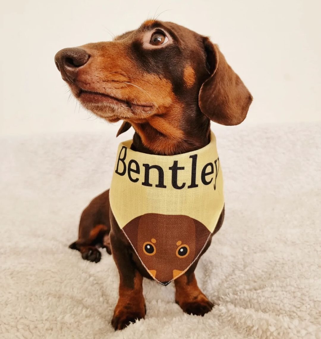 dog bandana peeking personalised, personalised dog bandana, dog bandana