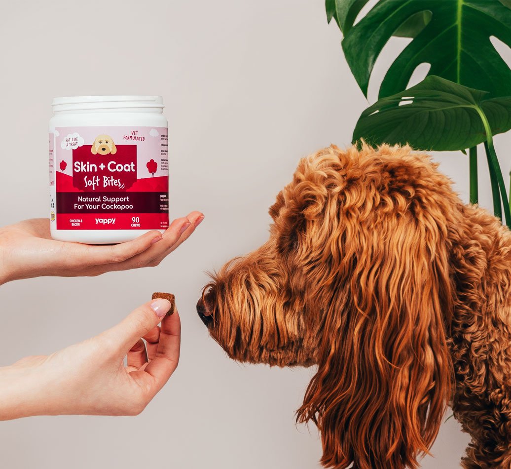 skin and coat supplements for dogs, dog supplements