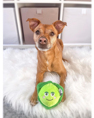 Hap-pea Sprout Dog Toy, sprout dog toy