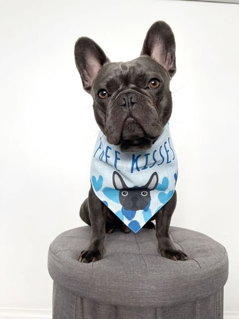 french bulldog wearing a bandana, free kisses dog bandana, personalised dog bandana, yappy dog bandana