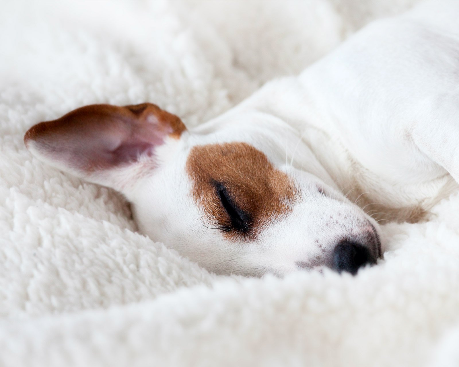 cosy dog blanket, dog blanket, sleeping dog
