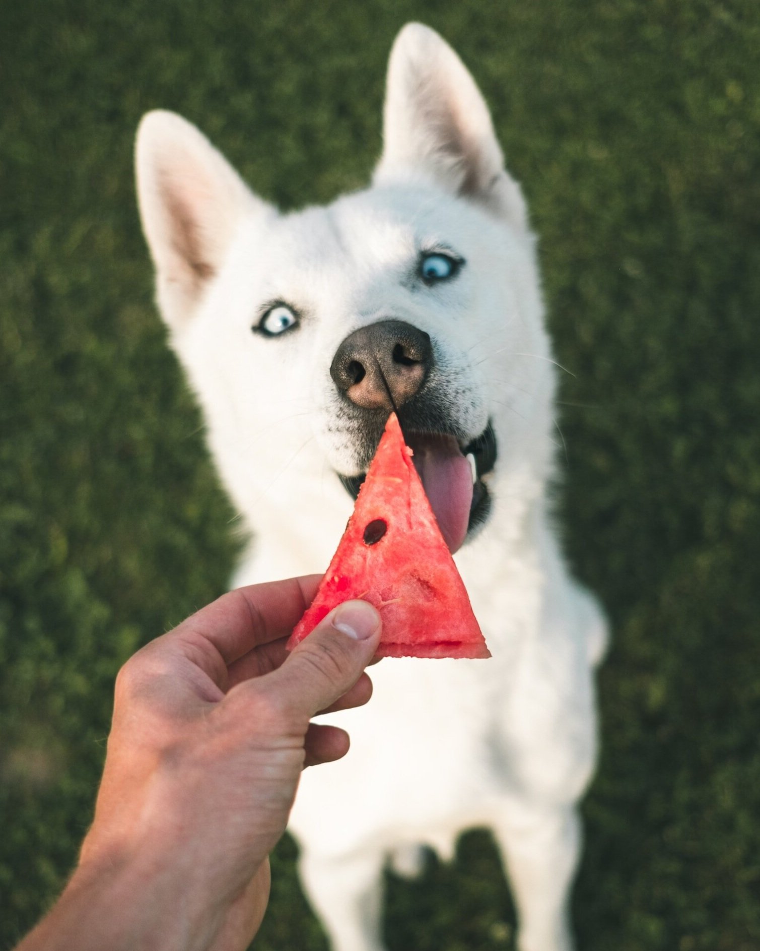 My Dog Is Always Hungry! Should I Be Worried?