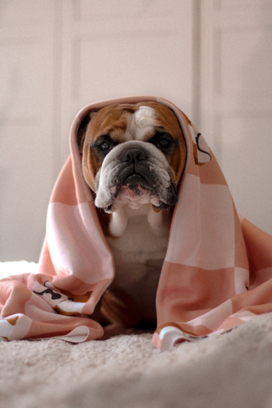 bulldog, personalised bulldog blankets, do dogs need blankets, does my dog need a blanket at night?