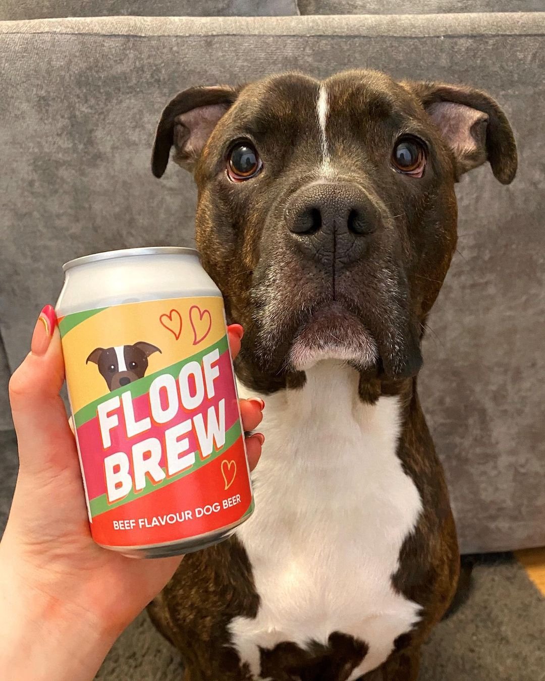 beer bundle dog, personalised dog beer