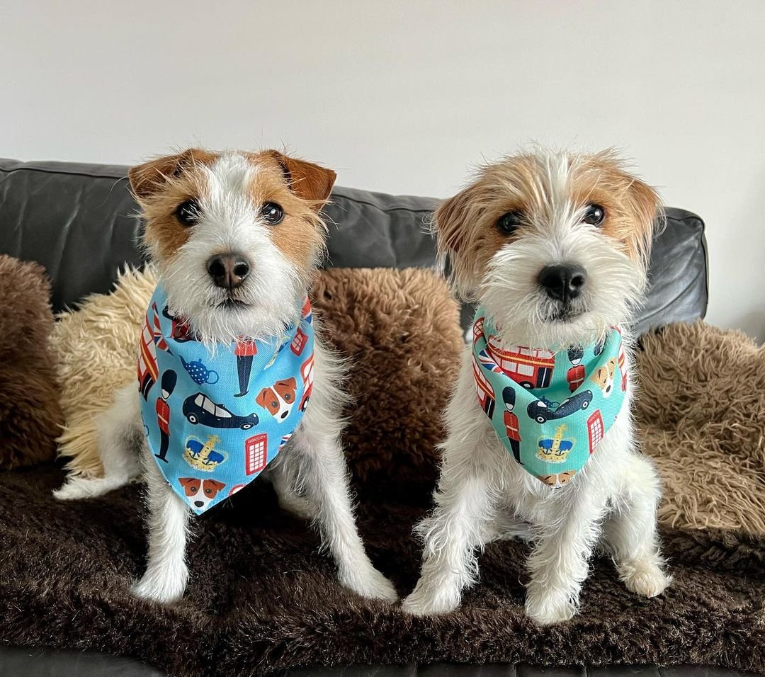 personalised dog bandanas, london print dog bandanas, dog influencers
