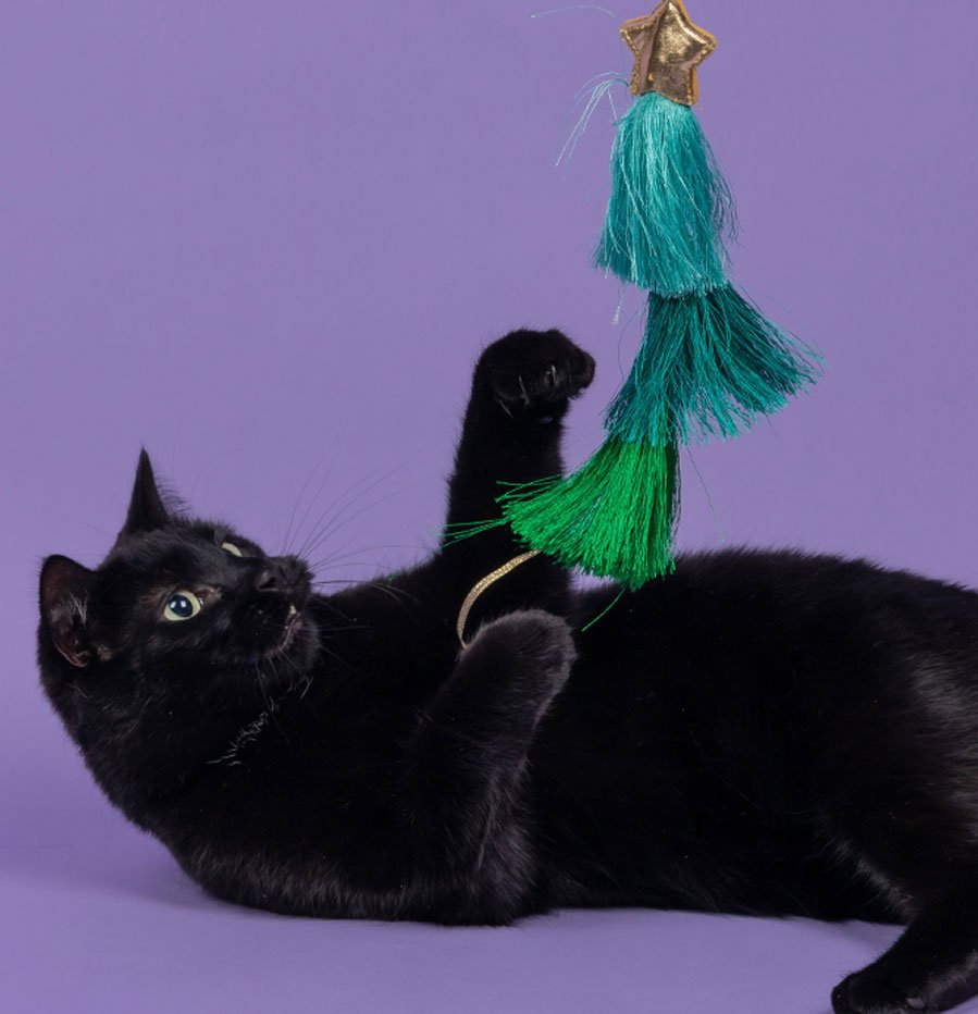 cat toy, yappy cat toy, black cat playing with toy, cat teaser toy