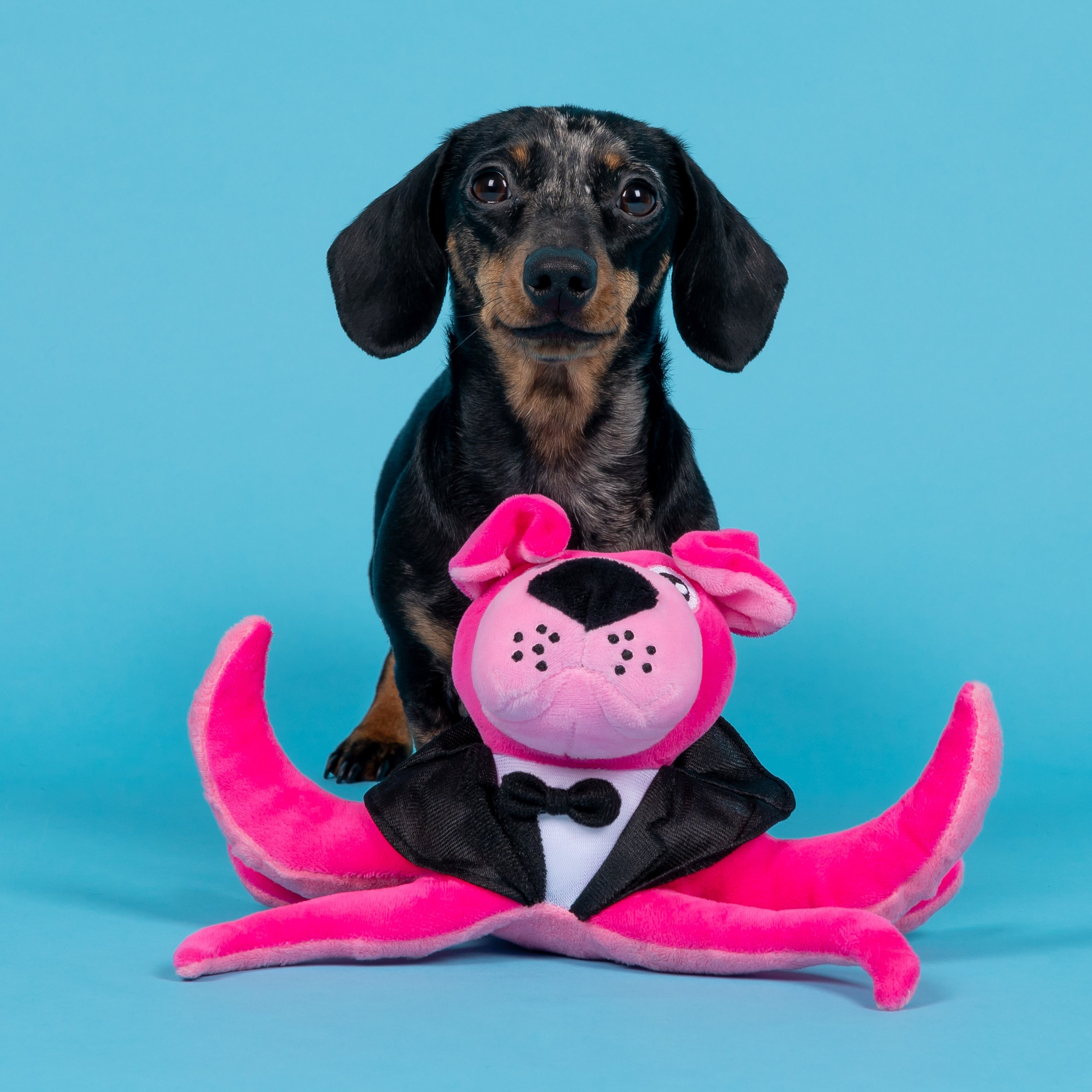 sausage dog with octopus toy, cute dog with dog toy