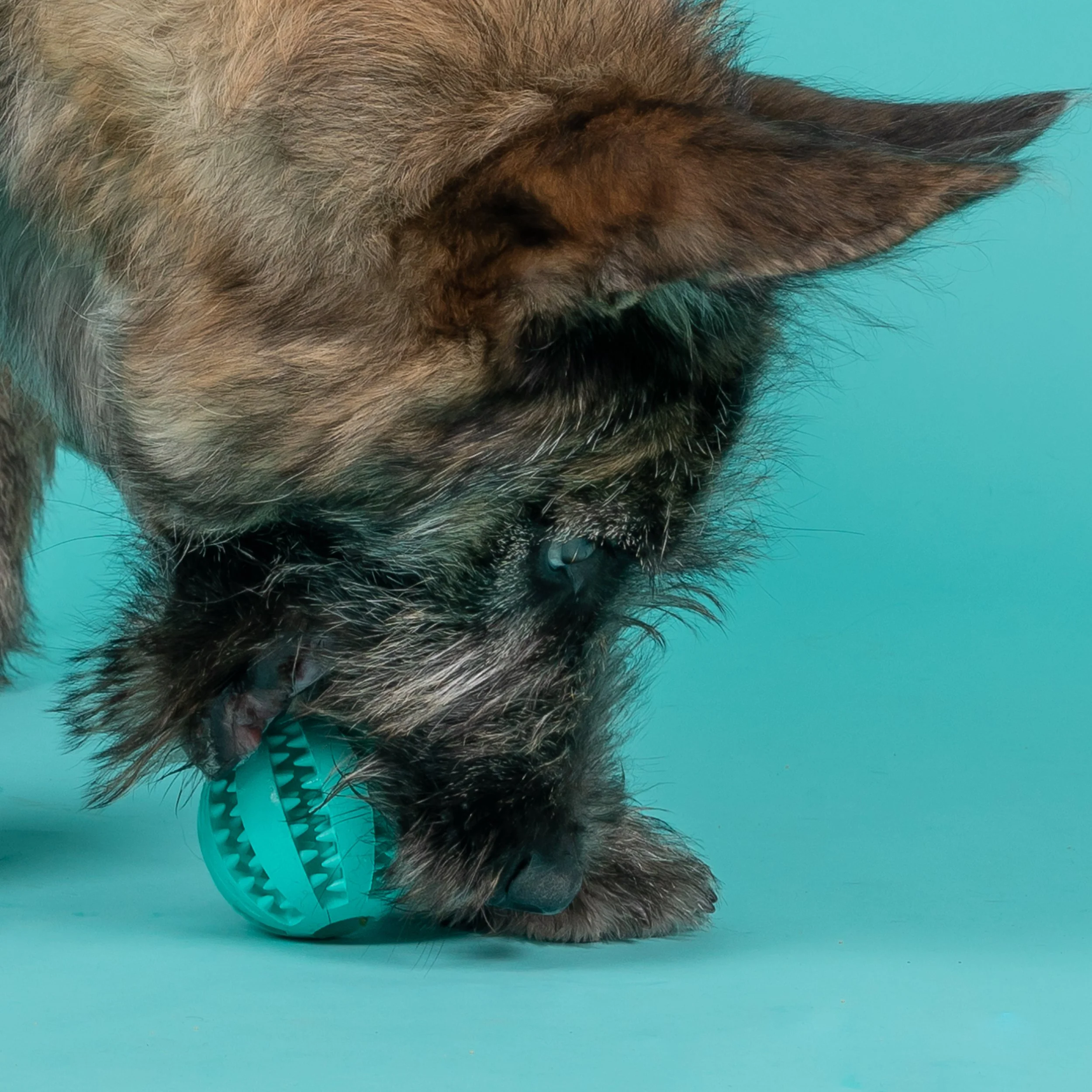 How Do You Keep A Dog Quiet At Night