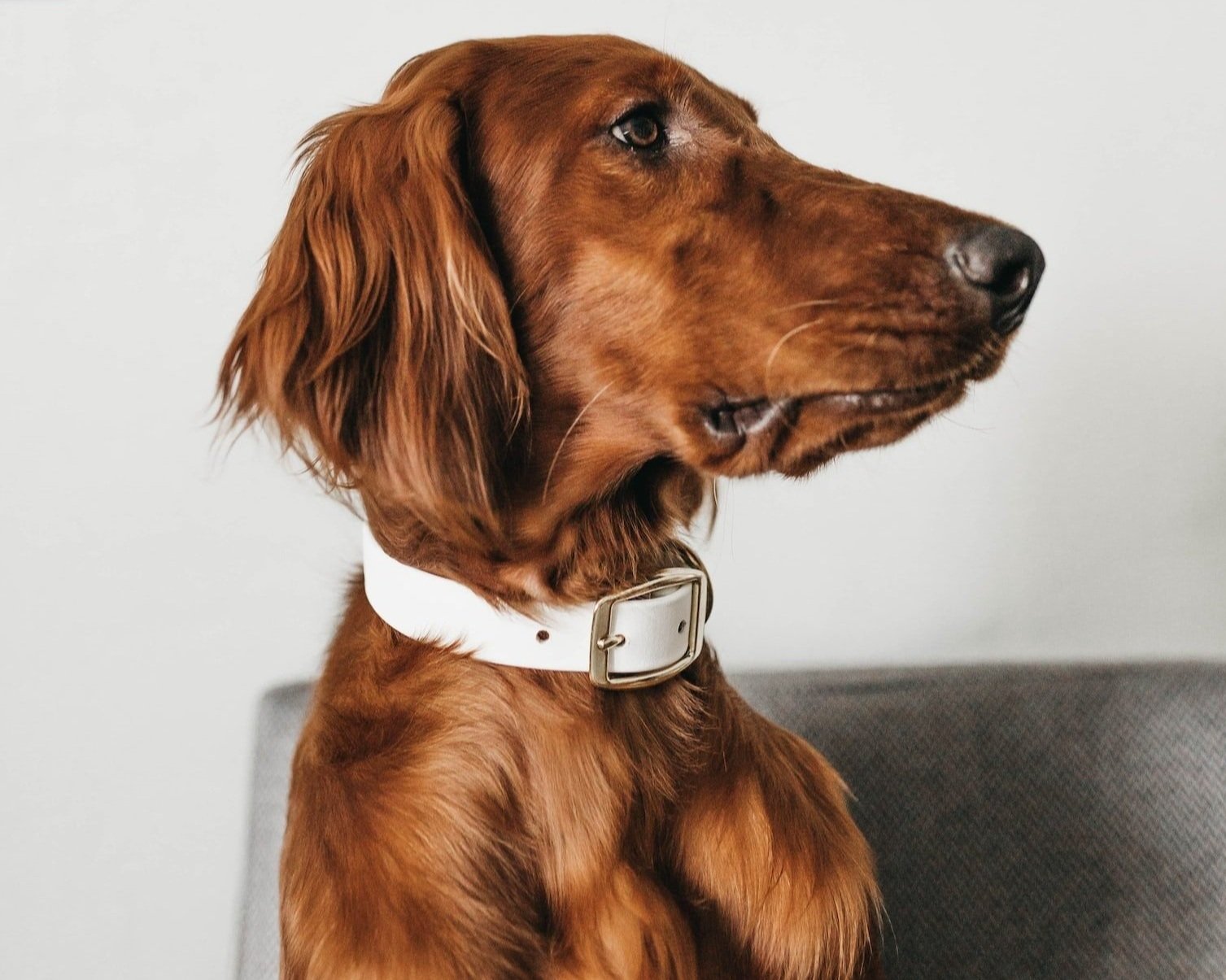 Should I Take My Dog’s Collar Off At Night?