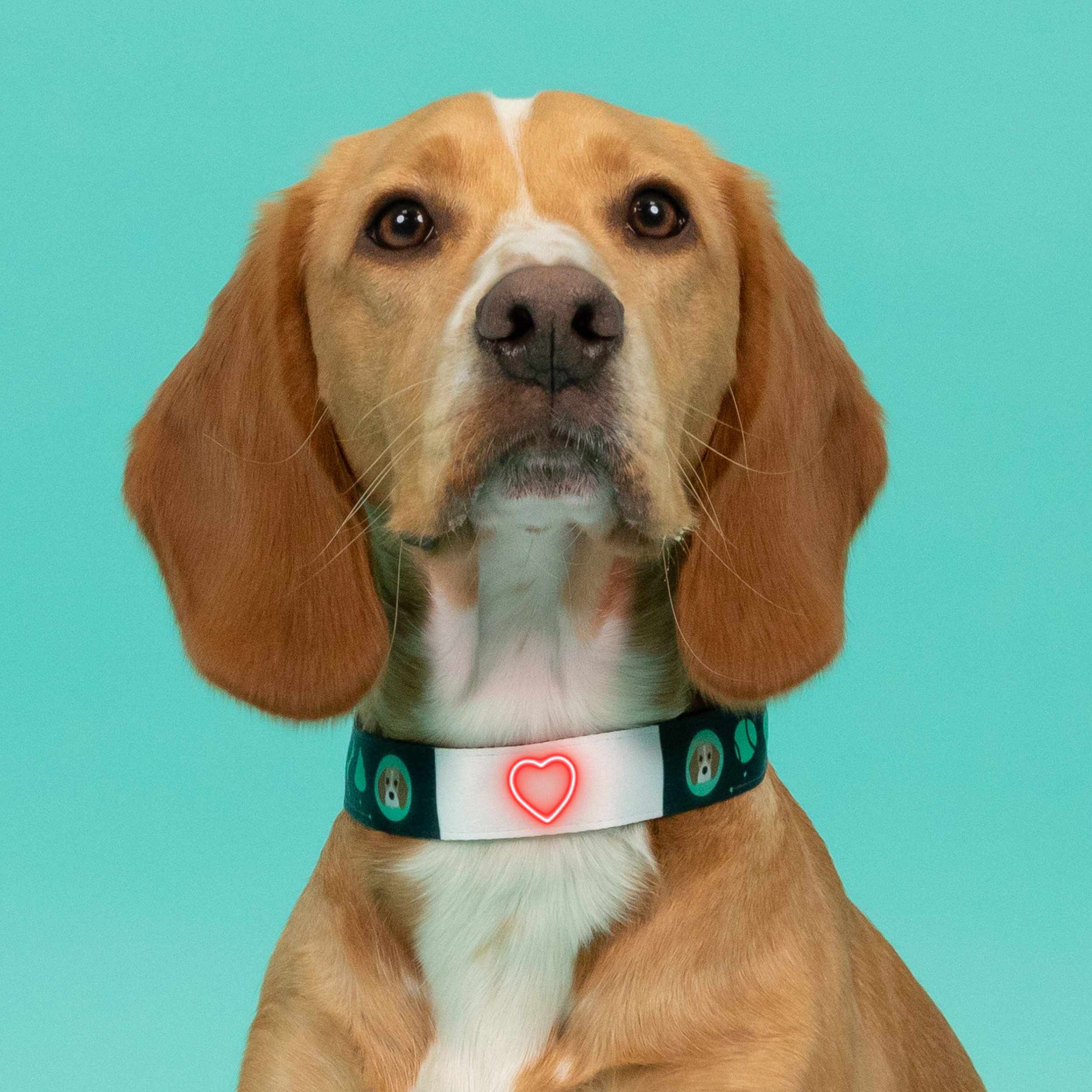 Sensory dog collar, personalised dog collar, best dog collar