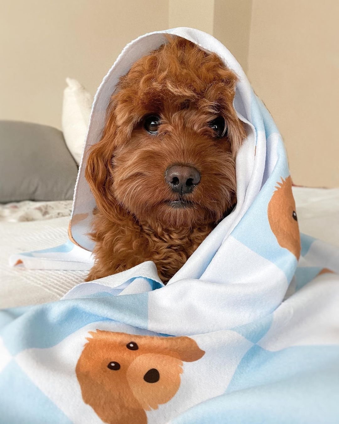 Dog Personalised Blanket