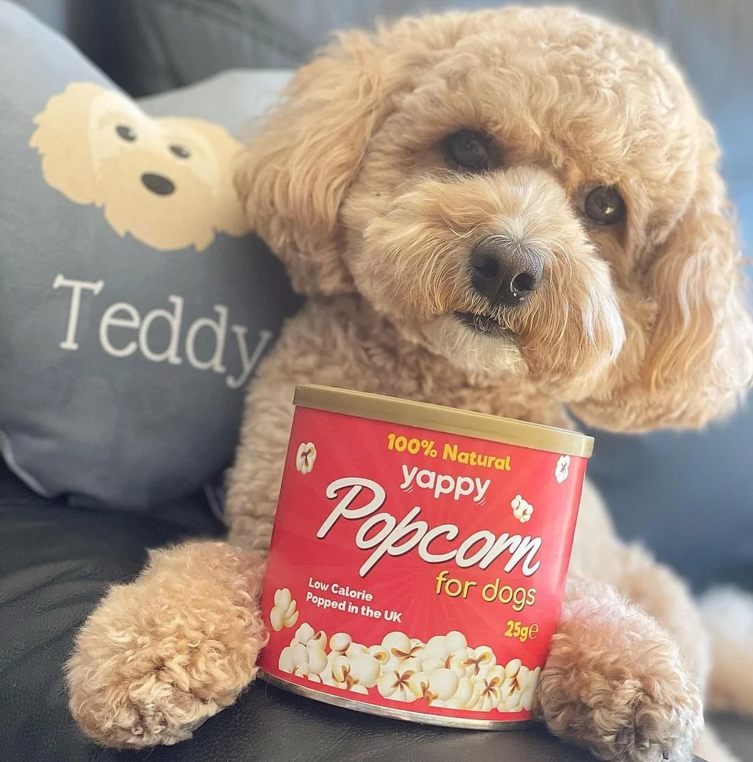Can dogs eat popcorn? — Yappy Life
