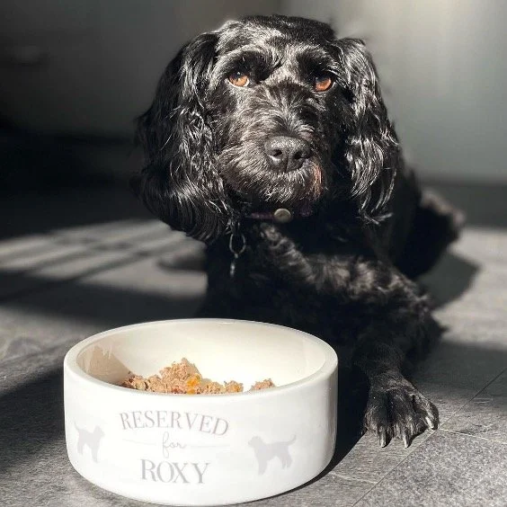 How often should you wash your dog's bowl? — Yappy Life