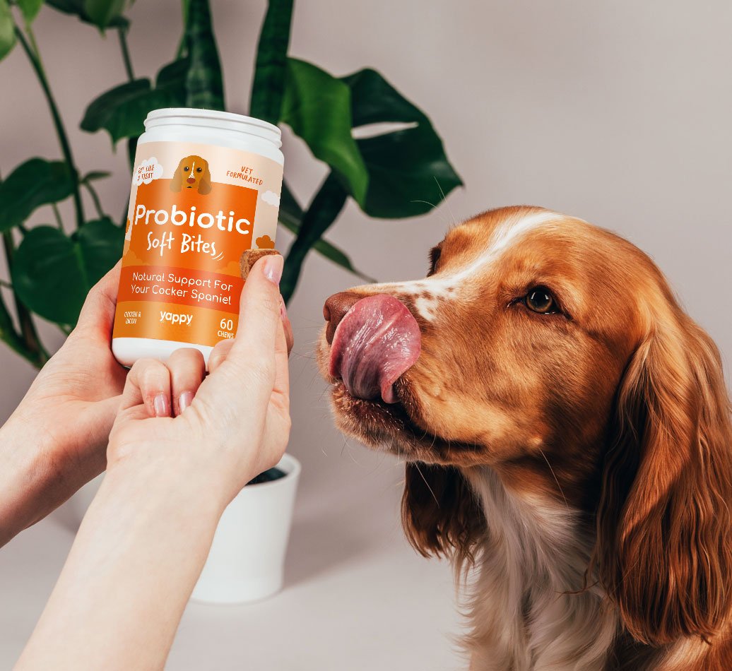 probiotic supplements, supplements for dogs