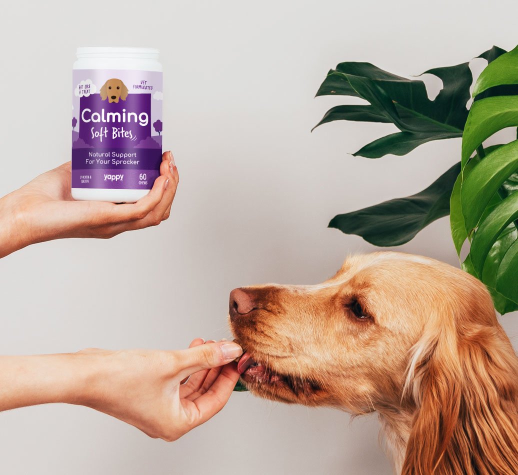 calming supplement for dogs, dog supplements, dog supplements anxiety, separation anxiety supplements