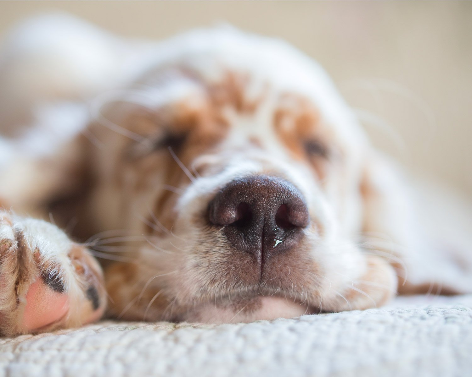 How Much Sleep Do Dogs Need? — Yappy Life