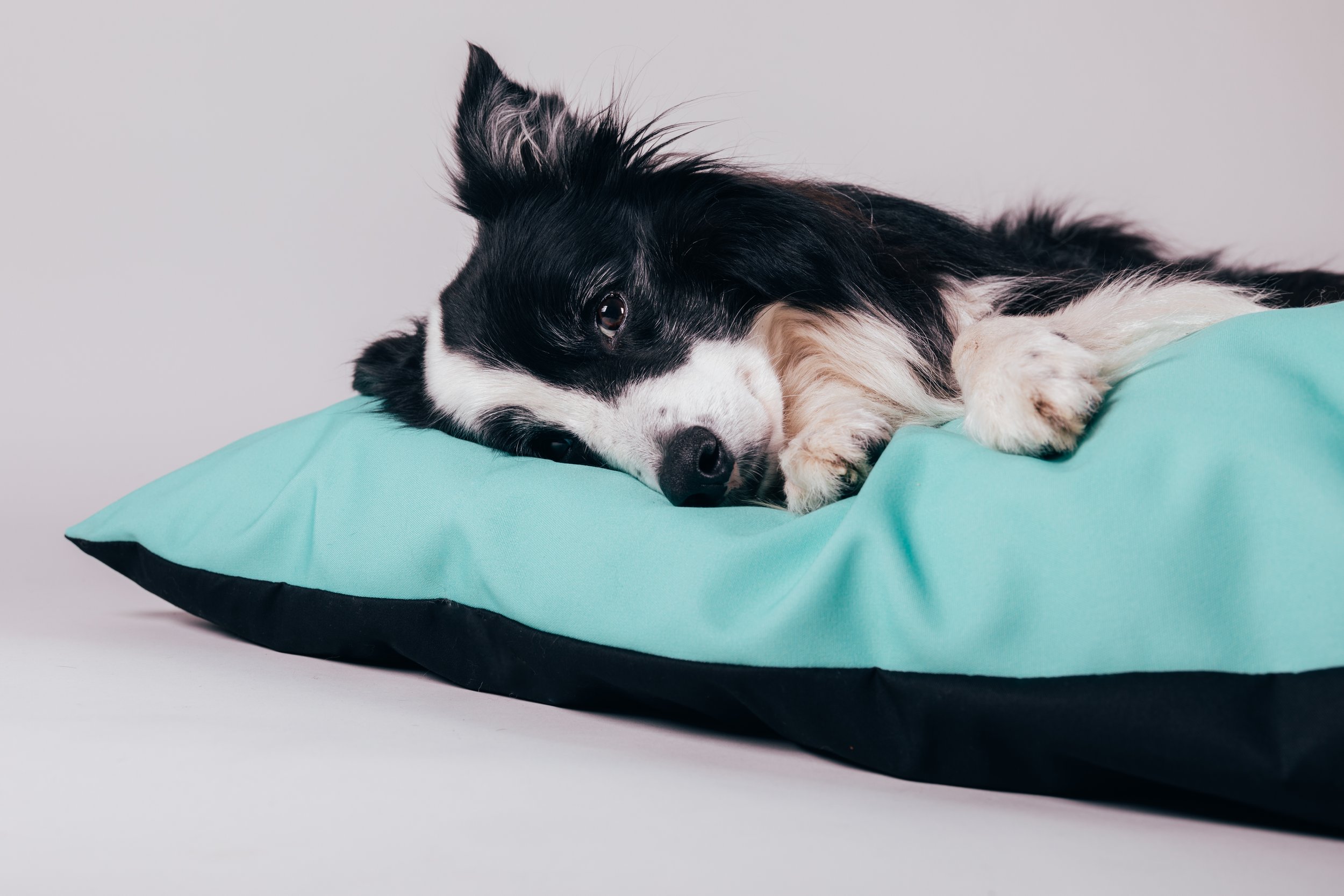 dog bed, personalised dog bed, luxury dog bed